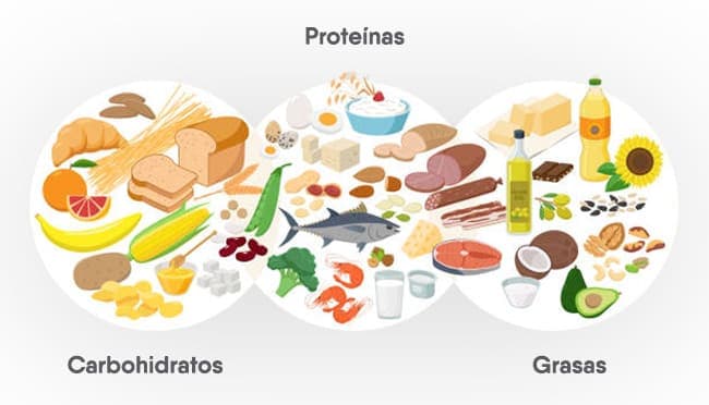 Nutrientes Esenciales: Hidratos de Carbono, Grasas y Proteínas